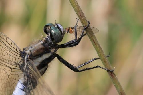Réf. 207 951 : Orthetrum albistylum